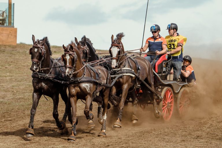Ein Vierspänner-Gespann in voller Fahrt auf einem staubigen Feld. Vier braune Pferde ziehen einen roten Wagen, auf dem drei Personen sitzen. Der Fahrer in der Mitte trägt ein orangefarbenes Trikot, der Teamkollege dahinter trägt ein gelbes Leibchen mit der Nummer 31. Die Pferde galoppieren synchron, wirbeln Staub auf und ihre Geschirre glänzen in der Sonne. Im Hintergrund ist ein blauer Himmel mit leichten Wolken zu sehen.