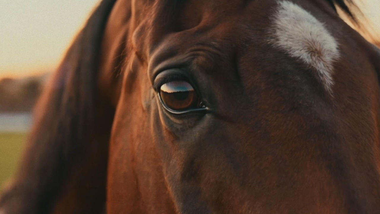 A close-up of a brown horse’s head with a white blaze in the warm evening light; above it is the logo ‘FEI World Championships Aachen 2026’, and below it the text ‘Big dreams deserve a big stage.’