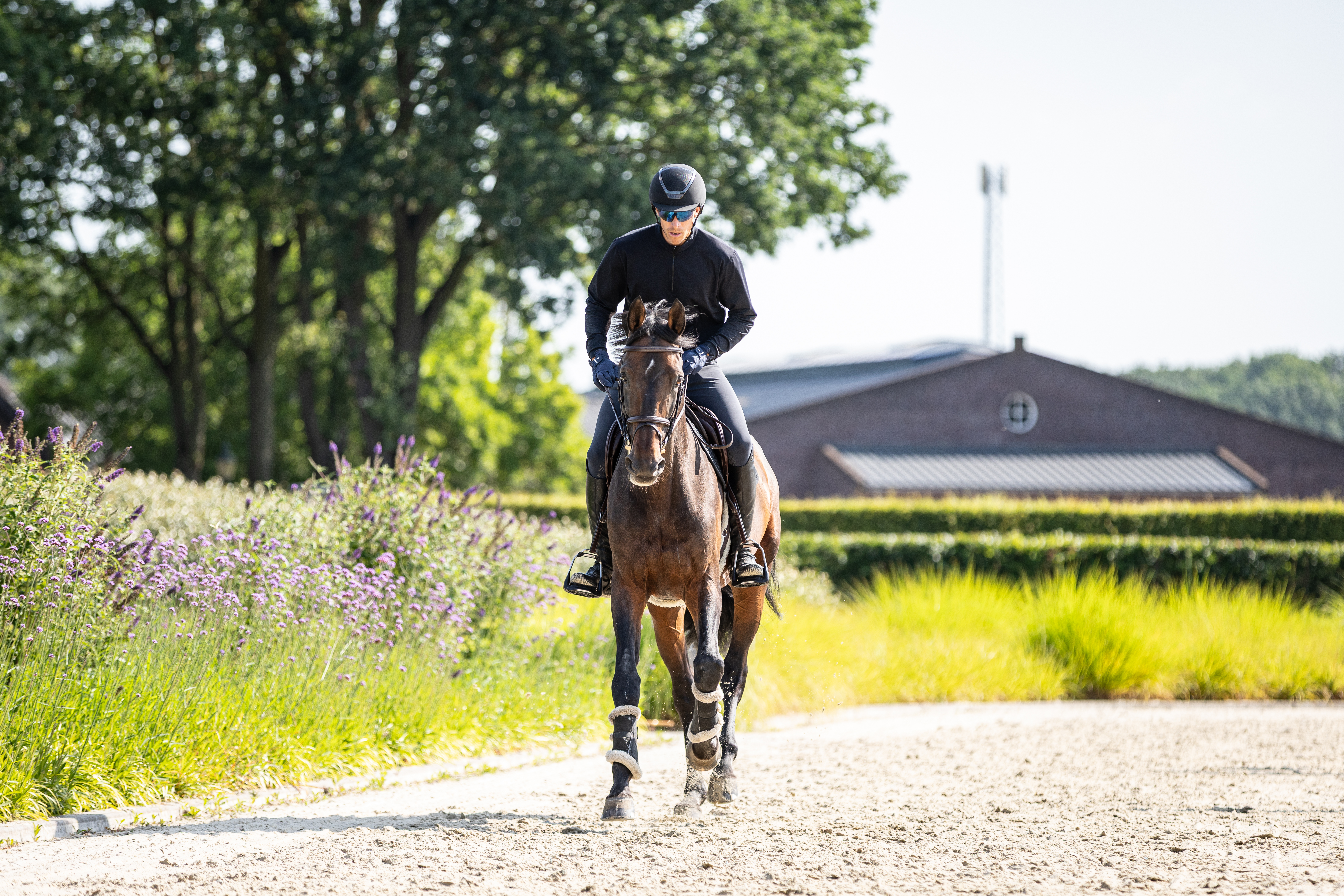 Reiter auf dunkelbraunem Pferd beim Training auf einem Sandweg, links und rechts gesäumt von lila blühenden Stauden und Grün, im Hintergrund Bäume und ein Backsteingebäude eines Reitstalls bei sonnigem Wetter.