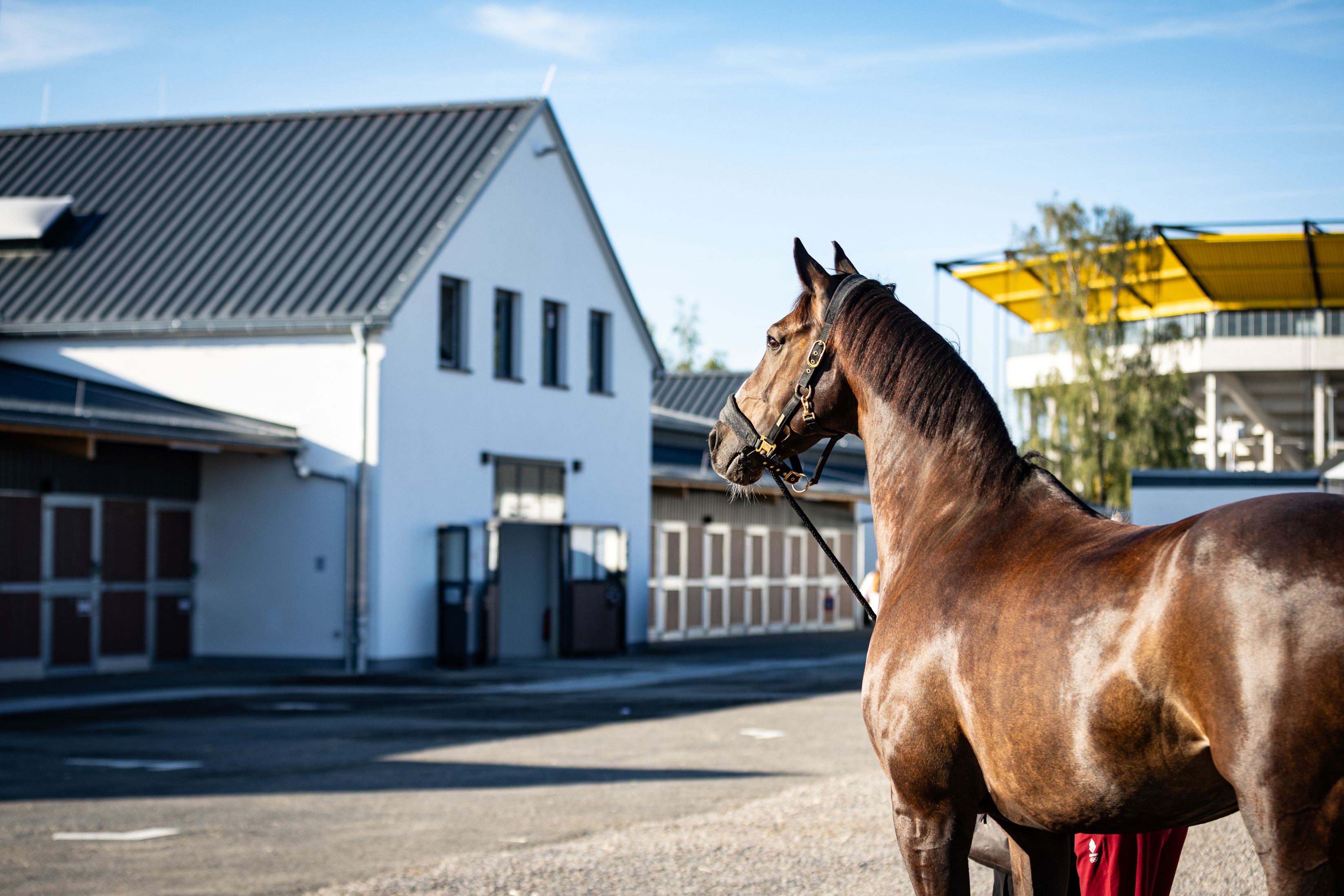 A brown competition horse in a halter is being led around the grounds in the sunshine, against a backdrop of modern, white stable buildings.