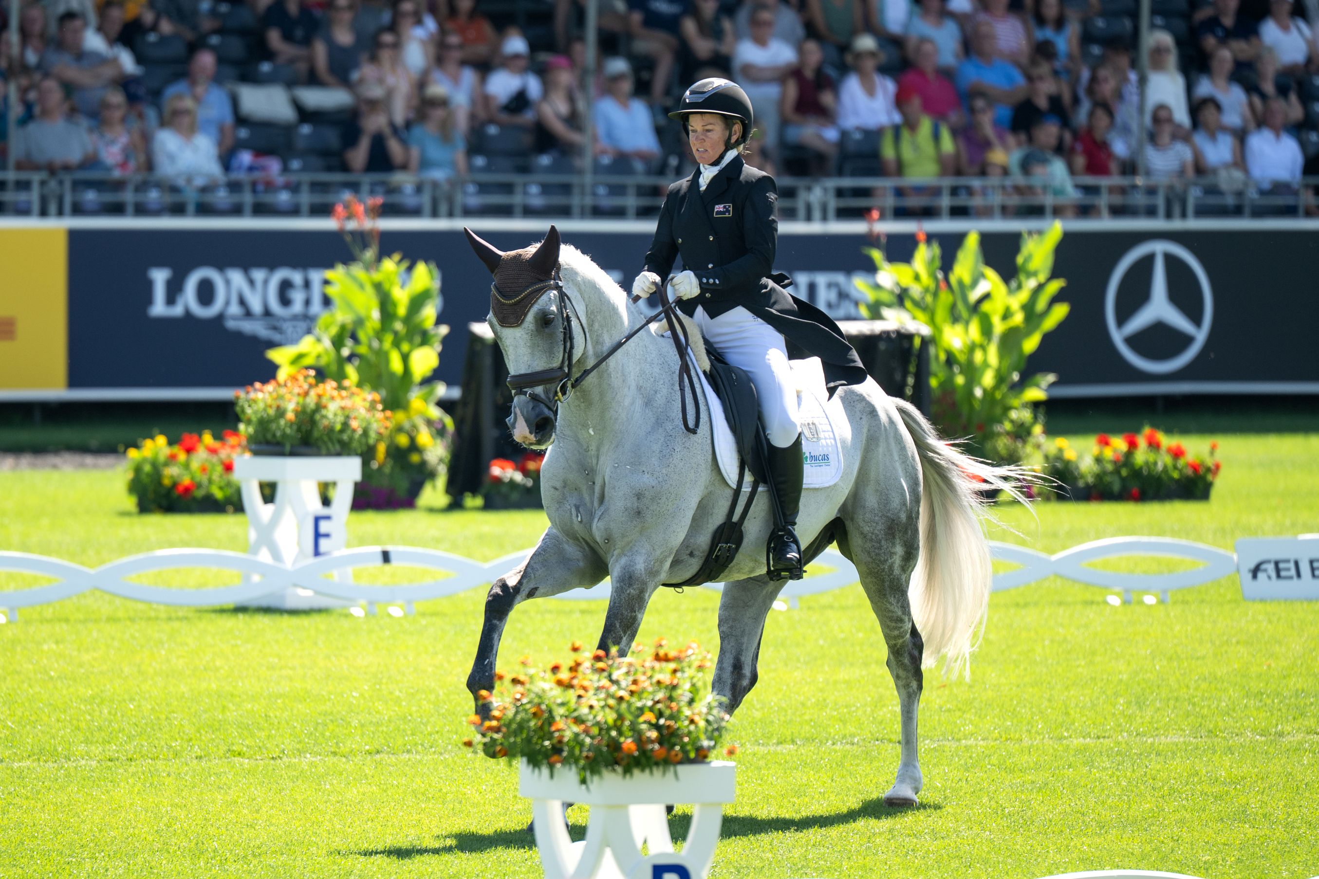 Reiterin im schwarzen Frack und mit Helm reitet ein graues Pferd in einer Dressuraufgabe auf dem sonnigen Rasenstadion in Aachen, umgeben von weißer Dressurbegrenzung, Blumenhindernissen und voll besetzten Tribünen im Hintergrund.