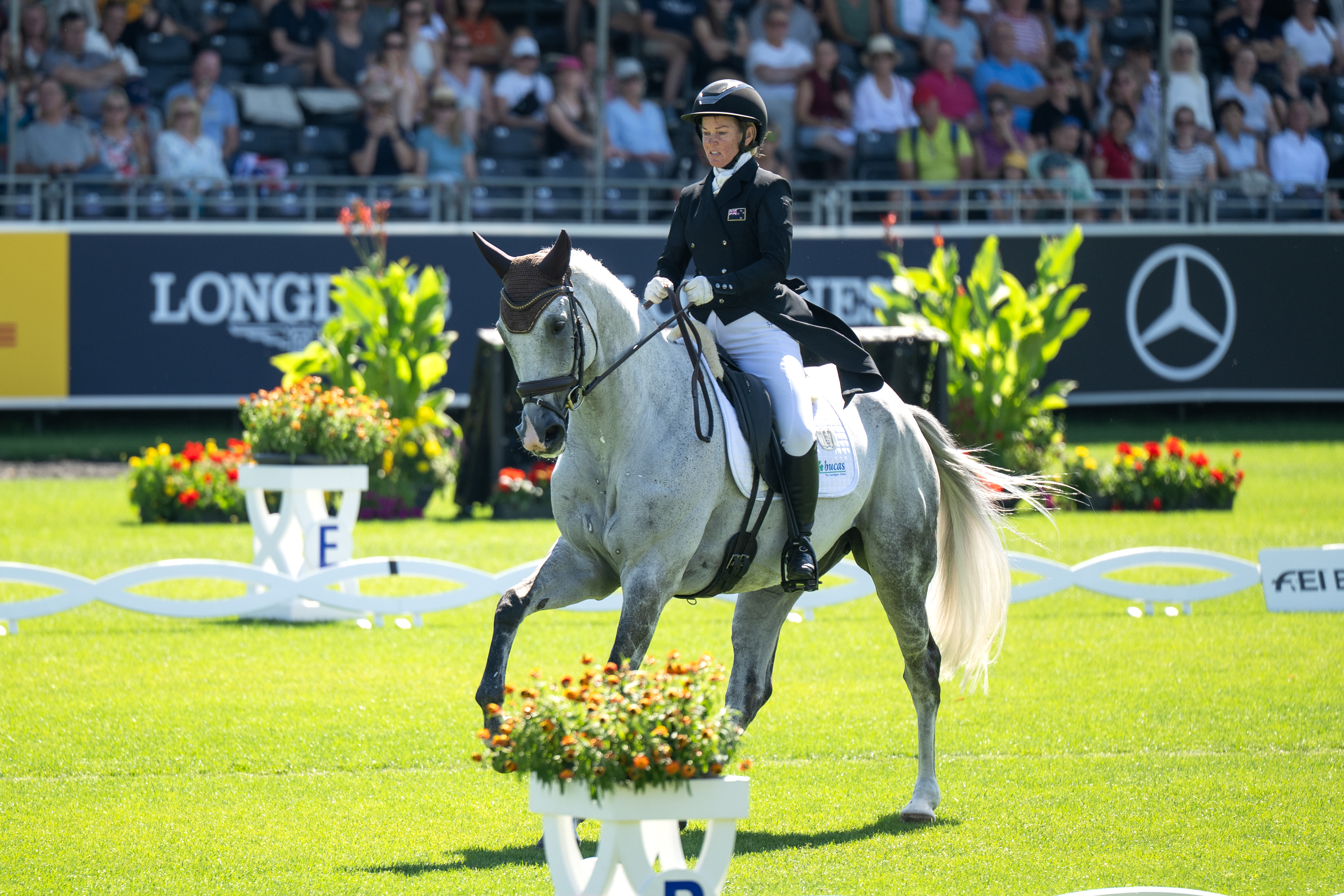 Reiterin im schwarzen Frack und mit Helm reitet ein graues Pferd in einer Dressuraufgabe auf dem sonnigen Rasenstadion in Aachen, umgeben von weißer Dressurbegrenzung, Blumenhindernissen und voll besetzten Tribünen im Hintergrund.
